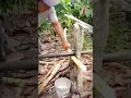 Download Lagu alat tradisional untuk peras batang tebu #shorts