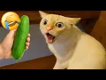 Download Lagu Funniest Cats and Dogs Clip 2025😼🐶Try Not To Laugh😜 Part 150