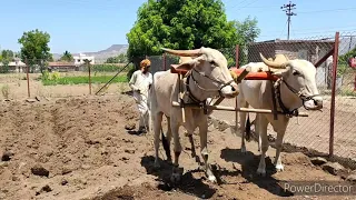  jiva shivachi bail jod video song 