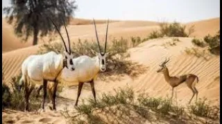 ميحد حمد أحب البر والمزيون  ميحد حمد أحب البر والمزيون