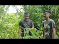 Download Lagu Ambil Rebung@Tubu Manis di kebun//kecoh Satu kebun gara- gara tak pandai ambil rebung