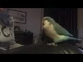 Download Lagu Talking Quaker Parrot Spud