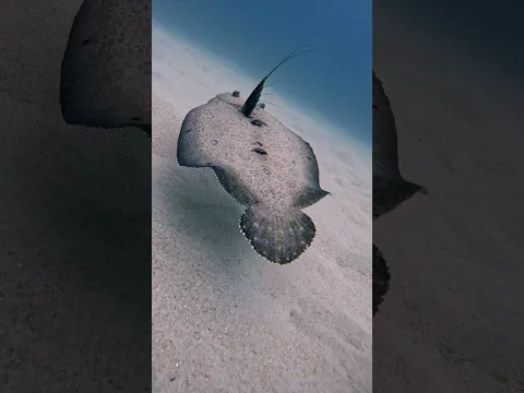 Peacock Flounders