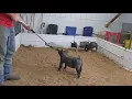 Showpig Selection