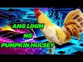 PUMPKIN HULSEY Ang Lihim na Sandata ng mga Champion