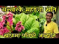 Download Lagu किलोकै 5 लाख पर्ने जडिबुटिको खेतिपातिमा लागेका काफ्ले भाइ,माटोको घारमा मह उत्पादन गर्दै agriculture 