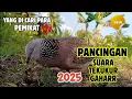 Download Lagu Suara Tekukur Gacor Terbaru 2025 Cocok Untuk Pancingan Dan Pikat | Tekukur Lestari #1