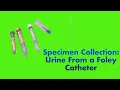 Specimen Collection Urine from a Foley Catheter