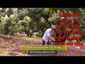 Download Lagu Cách bón phân và chăm sóc cây vải thiều cho quả to, mẫu mã đẹp