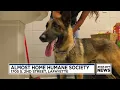 Furever Home Pet of the Week Dakota