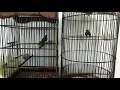 Download Lagu Burung Kolibri Wulung Jawa VS Burung Kolibri Wulung Sumatra