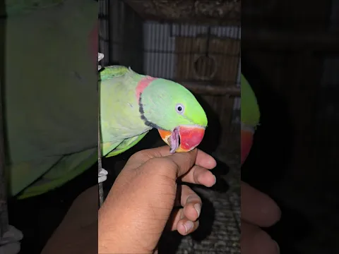 Mithu Parrot Male 🦜 #parrot #fantasticparrot #shorts