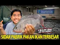 Lagu SIDAK PABRIK PAKAN IKAN TERBESAR! NYOBAIN LANGSUNG MAKAN IKAN HASIL PAKAN IKAN PRODUKSI SENDIRI!