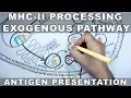 Exogenous Pathway of Antigen Presentation MHC II Processing