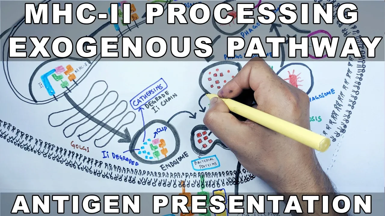 Exogenous Pathway of Antigen Presentation | MHC II Processing