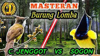 cucak jenggot vs sogon masteran terbaik burung lombaa