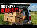 We Picked Up 900 Chicks Then Something Went Wrong
