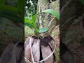 Download Lagu Orchids #orchid #orchids #orchidsgarden #youtubeshorts #youtubeshort #youtube