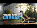 Lagu suara burung CIBLEK GACOR NGEBREN Pancingan Ciblek Semi bahan jadikan ciblek kristal gacor Tarung