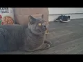 Download Lagu Are you thinking of buying a British Shorthair Cat? 💙
