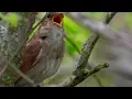 Download Lagu Thrush nightingale song  Nattergal Обыкновенный соловей Rossignol progné Sprosser Ardıç bülbülü