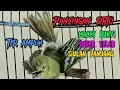 Download Lagu Adu kenceng Suara cipoh gacor jamtrok sangat ampuh untuk memancing emosi#kicaumania @srfchannel3881