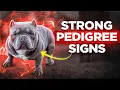 How To Check If An American Bully Is Purebred With A Real Pedigree Expert Tips