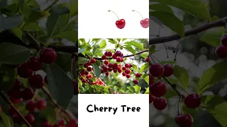 Trees Name in English Tress name for kids and toddlers