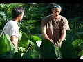 Taro Kalo 101