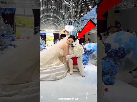Bride Takes Her Beloved Dog to Her Wedding 🥹❤️ | Emotional Dog & Owner Moment #Shorts
