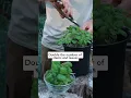 Download Lagu 🌱 Get unlimited basil with this 1 simple pruning technique! #pruningbasil #howtoprunebasil