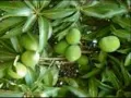 Chimtengo cha mango