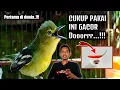 Download Lagu TRIK PALING DI CARI DI DUNIA‼️GACORKAN SIRTU/CIPOH DENGAN CABE