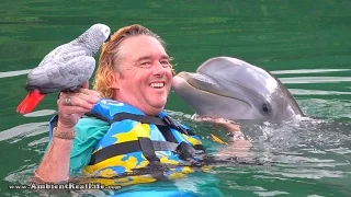 “Lucky” the PARROT meets “Venus” the DOLPHIN!  In British Virgin Islands, Caribbean