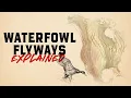 Understanding the Four Major Waterfowl Flyways of North America