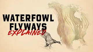Understanding the Four Major Waterfowl Flyways of North America