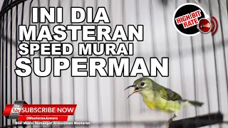  kolibri manggar betina gacor masteran tajam speed kunci kesuksesan murai batu superman