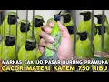 Download Lagu SINTING !! CAK IJO JTN GACOR MATERI KATEM 750 RIBU DUA EKOR CAK IJO 350 RIBU DI PASAR BURUNG PRAMUKA