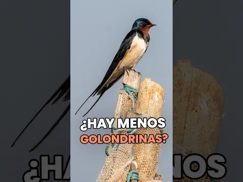 🐦 España está perdiendo sus golondrinas: ¿qué está pasando?