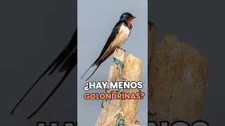 🐦 España está perdiendo sus golondrinas: ¿qué está pasando?