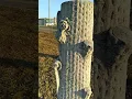 Woodsmen OF the World Memorial Gravestone Example 2026