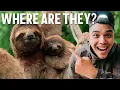 Costa Rica The Best Place in the World to Find Sloths
