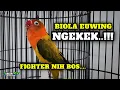 Download Lagu Lovebird Biola Ewing Gold Ngekek Fighter Pancingan Lawan !! #lovebirdngekek