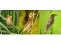 Download Lagu Suara Ocehan Burung MANYAR  Untuk Masteran Durasi Panjang