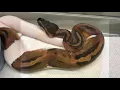 Emoji Snake Real Emoji patterns on Ball Python