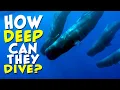 How DEEP Can a Whale Dive