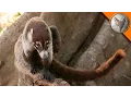 Coatimundi Hangs Out with Coyote