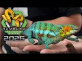 HAMBURG REPTILE SHOW 2026 - Best Reptiles Sights Sounds