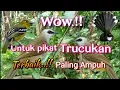 Download Lagu Suara Pikat Trucukan Ribut Kombinasi Terbaik Paling Ampuh