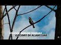 Download Lagu Burung prenjak tamu gacor di alam liar || Hunting burung di alam liar 